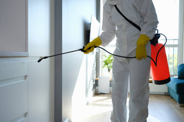 Trusted Somerdale, NJ Mold Remediation Experts
