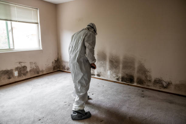 Somerdale, NJ Mold Remediation Company